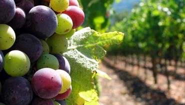 Preço médio dos vinhos portugueses mantém tendência de subida em 2023