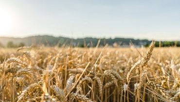 Suspensão das importações de trigo da Rússia e Ucrânia “dificilmente” afetaria abastecimento a Portugal