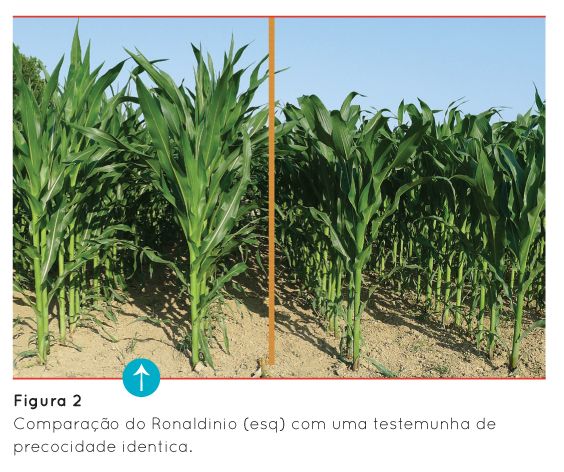 p68 fig2