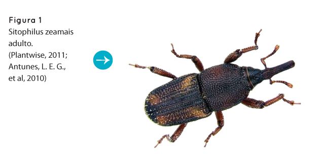 p72 fig1