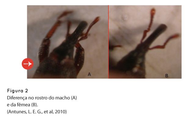 p72 fig2
