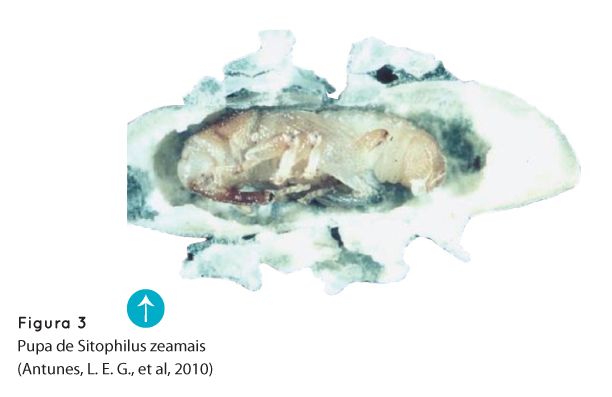p72 fig3