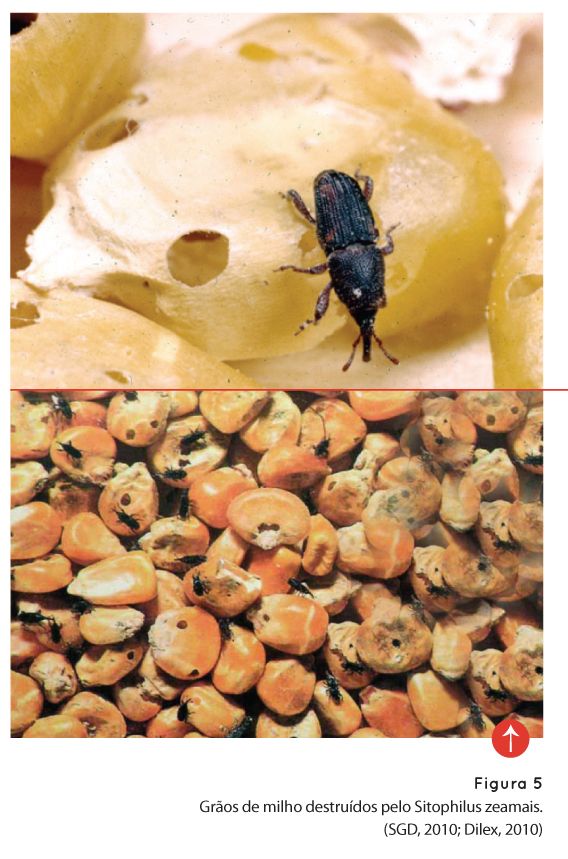 p72 fig5