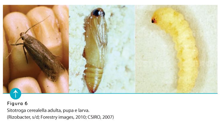 p72 fig6