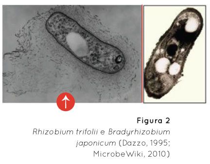 p34 fig2