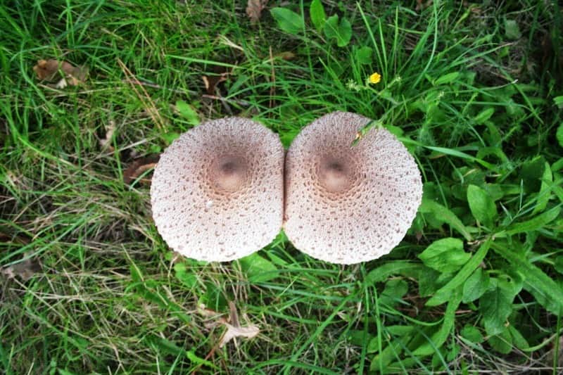 cogumelos