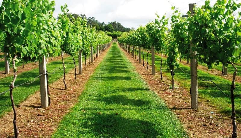 vinhos tejo