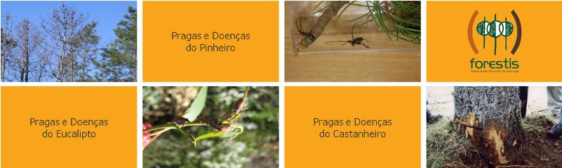 florestas
