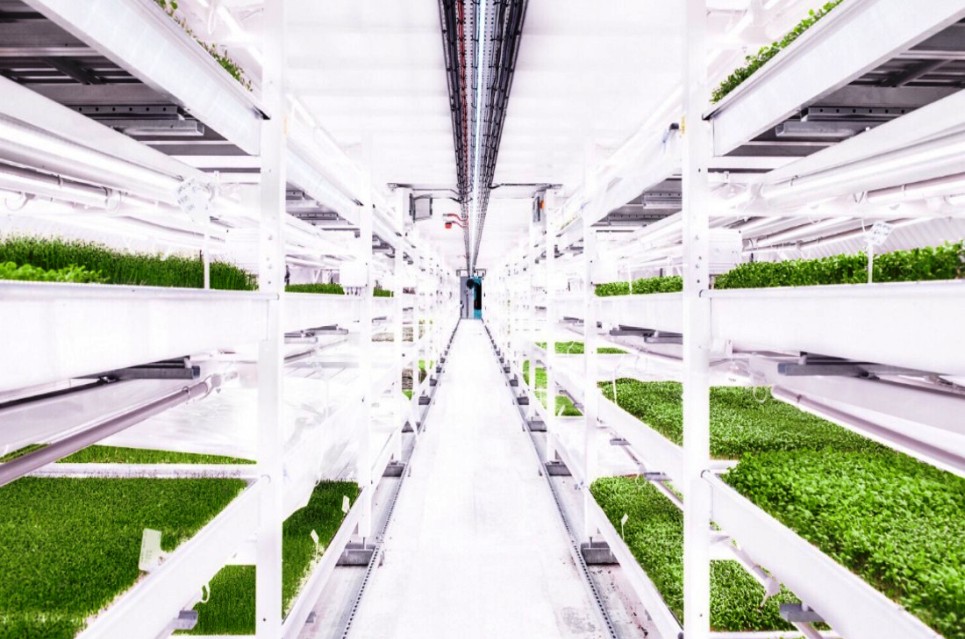 agricultura