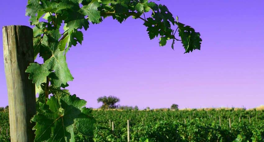 vitis