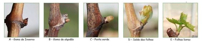 Agricultura