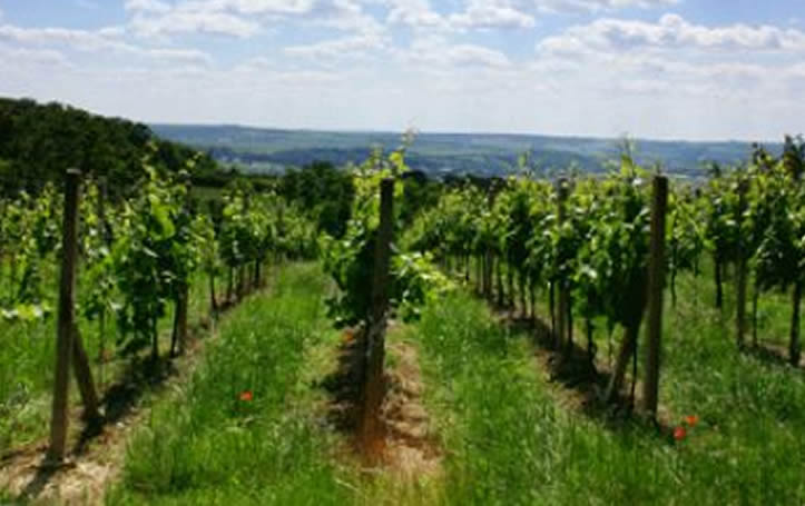 Enxerto pronto: uma afirmação na Viticultura Portuguesa