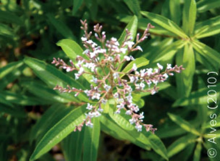 Plantas Aromáticas e Medicinais com Interesse para Secagem, Produzidas no Modo de Produção Biológico: Limonete, Erva príncipe, Hipericão do Gerês e Equinácea (Parte I / II)