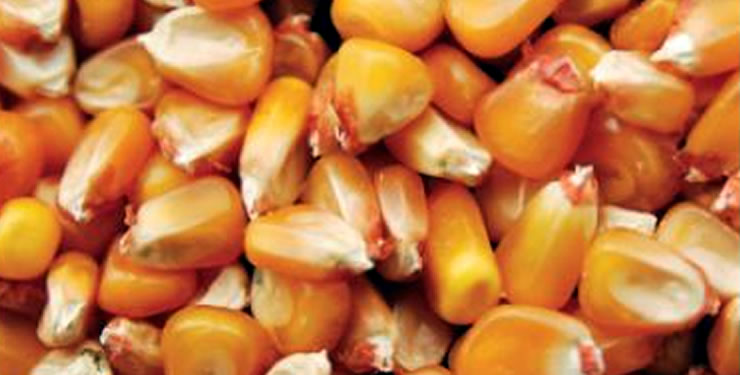 A produção de milho em Portugal A produção de milho em Portugal
