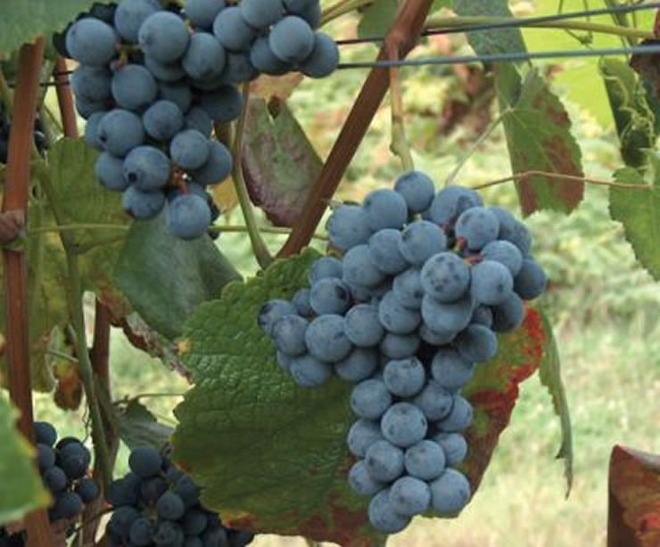 Diversidade e rela&ccedil;&otilde;es gen&eacute;ticas no cultivar &lsquo;Amaral&rsquo; das regi&otilde;es &lsquo;Vinhos verdes&rsquo; e &lsquo;Laf&otilde;es&rsquo;