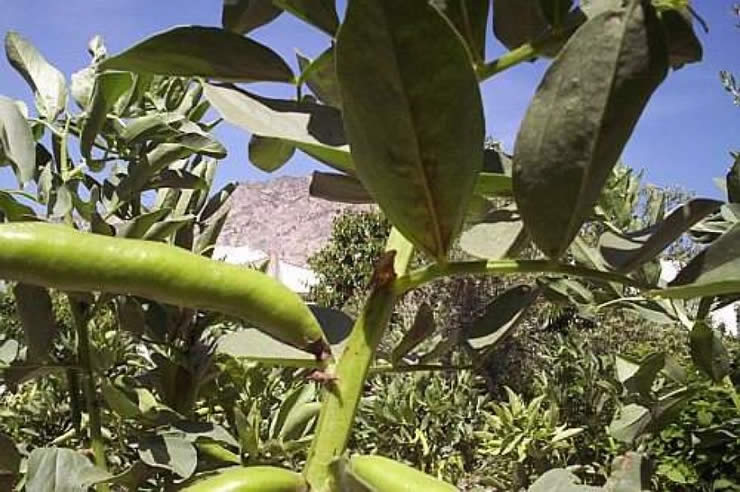 Importância da inoculação com bactérias Rhizobium e Bradyrhizobium na produção de leguminosas e o uso do azoto Importância da inoculação com bactérias Rhizobium e Bradyrhizobium na produção de leguminosas e o uso do azoto