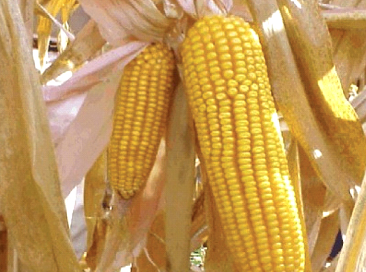 Murchid&atilde;o do milho por Cephalosporium maydis