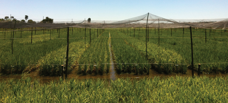 Evolução do Programa Nacional de Melhoramento Genético do Arroz Evolução do Programa Nacional de Melhoramento Genético do Arroz