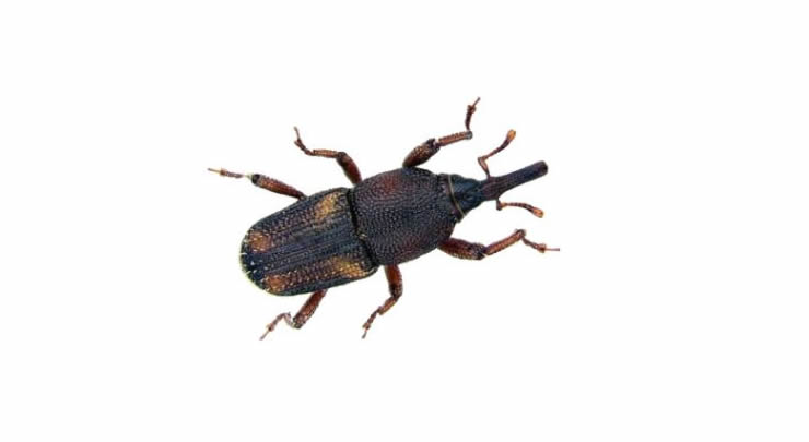 Sitophilus zeamais e Sitotroga cerealella: Pragas do Milho Sitophilus zeamais e Sitotroga cerealella: Pragas do Milho