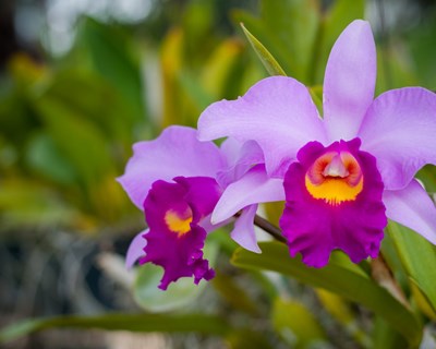2ª Exposição Internacional de Orquídeas de Oeiras