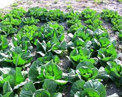3500 agricultores já aderiram ao IVA forfetário