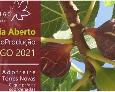 4.º Dia Aberto do GO Figo Produção acontece a 28 de agosto