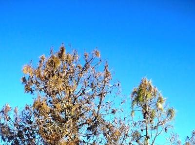 450 mil plantas autóctones plantadas em terrenos públicos