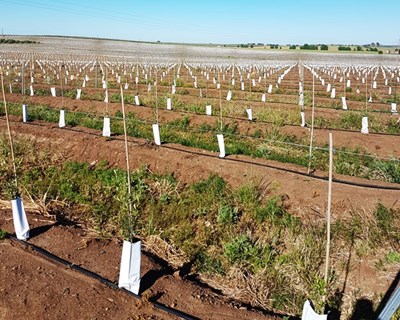 €560 milhões até 2023 para o Programa Nacional de Regadio