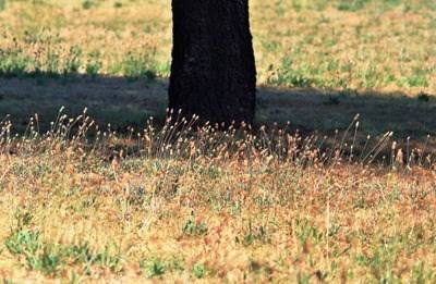 «A agricultura é um setor vulnerável às condições climáticas», alerta ministro