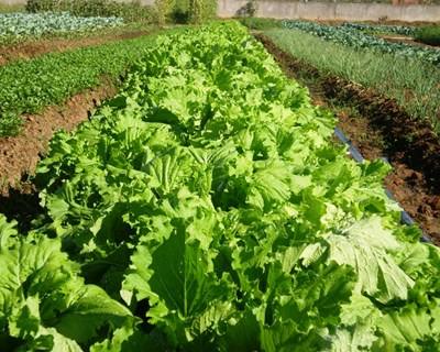 «A Agricultura tem de fazer parte da saúde dos portugueses» - PAN