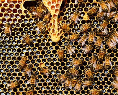 A apicultura europeia não sobreviverá à concorrência desleal!