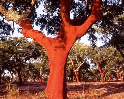 Corticeira Amorim compra 50% da italiana SACI por 49 milhões de euros