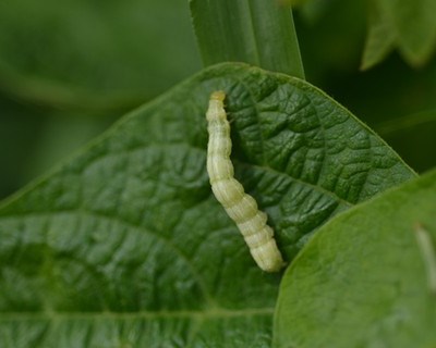 A destruição causada pela lagarta verde da couve