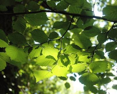 Floresta, um «desígnio nacional»