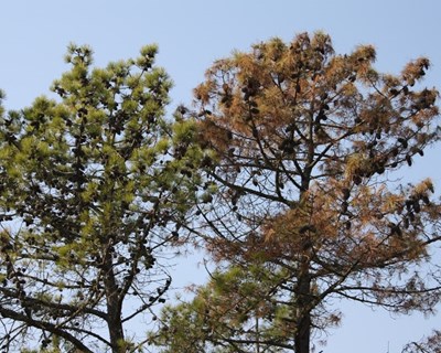 “A Floresta vista pelos mais jovens”