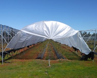 A iluminação artificial em horticultura