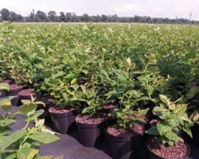 A influência da escolha das plantas de mirtilo na longevidade do pomar