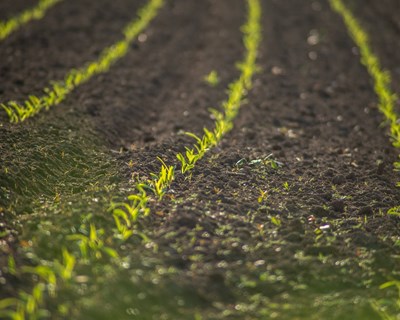 “A integração das DRAP nas CCDR: o território e os efeitos sobre os agricultores” em debate na ESAC