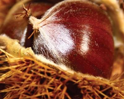 A Tecnologia como solução para o aumento da produtividade dos soutos de castanheiros