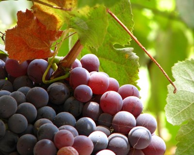 “À Volta do Vinho: Enoturismo à Prova!”