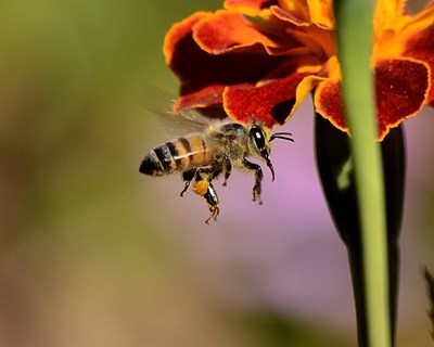 Abelhas e pesticidas: projeto de atualização das orientações para consulta pública