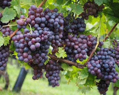 Abertas as candidaturas para o VITIS 2021-2022