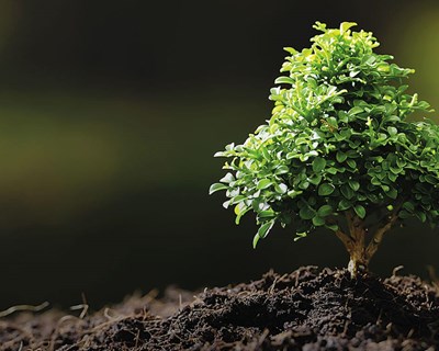 Abertura de candidaturas para pequenos investimentos na exploração agrícola em territórios vulneráveis