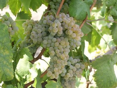 Academia do Vinho Verde promove 10ª edição do concurso "Melhor Vinha da Região"
