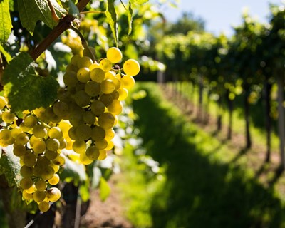 Academia do Vinho Verde promove sessões sobre "Poda e Condução da Vinha"