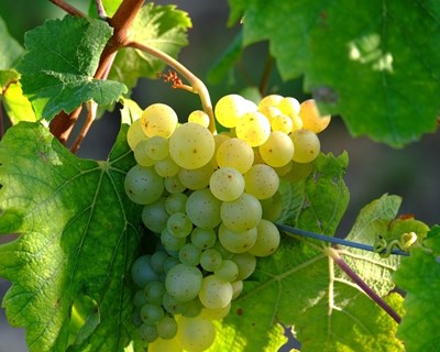 Academia do Vinho Verde realiza sessões de formação dedicadas ao tema Intervenções em Verde