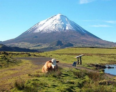 Açores: aprovados projetos de modernização agrícola no valor de €15 milhões