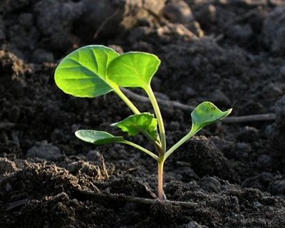 Açores: I Congresso de Jovens Agricultores dedicado à Inovação e Internacionalização