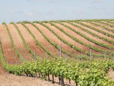 Adega da Vidigueira promove "Mês do Vinho"