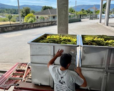 Adega de Monção vive Campanha das Vindimas com Entusiasmo e Excelentes Expectativas